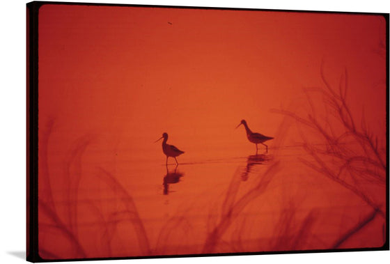 Immerse yourself in the serene beauty of this exquisite print, capturing two elegant birds wading gracefully through tranquil waters at sunset. The warm, amber hues of the setting sun paint a mesmerizing backdrop, illuminating the silhouettes of the birds and casting delicate reflections upon the water’s surface. Wisps of reeds dance in the gentle breeze, adding a touch of whimsy to this enchanting scene. 