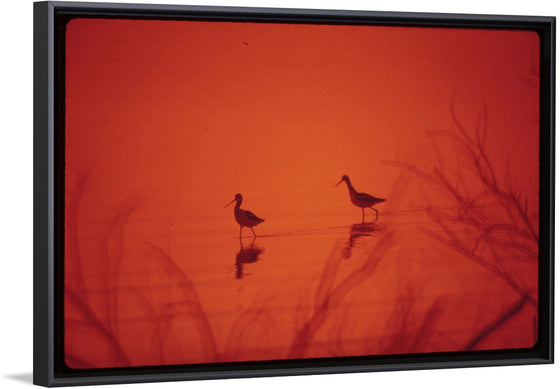 "Marshland birds at the Lake Havasu"