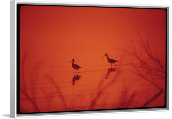 "Marshland birds at the Lake Havasu"