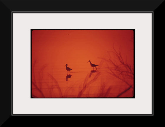 "Marshland birds at the Lake Havasu"