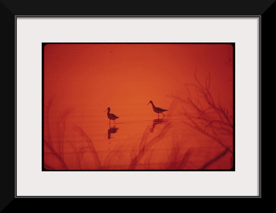 "Marshland birds at the Lake Havasu"