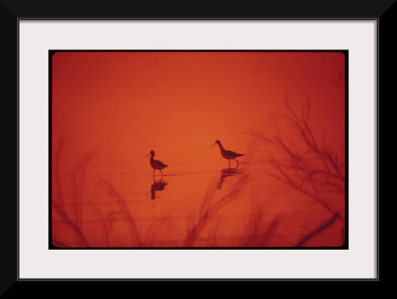 "Marshland birds at the Lake Havasu"