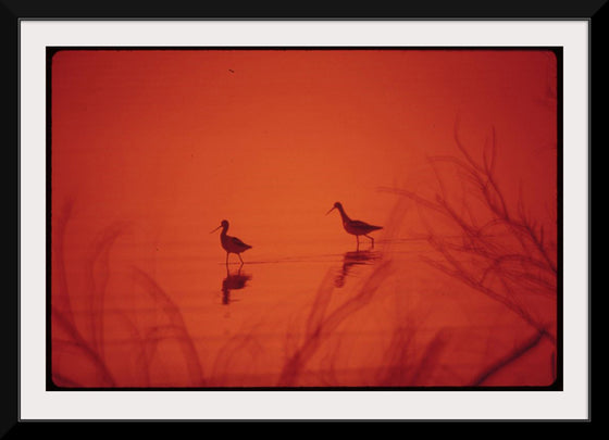 "Marshland birds at the Lake Havasu"