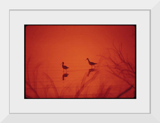 "Marshland birds at the Lake Havasu"