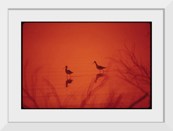 "Marshland birds at the Lake Havasu"