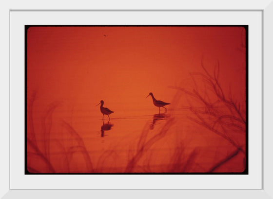 "Marshland birds at the Lake Havasu"