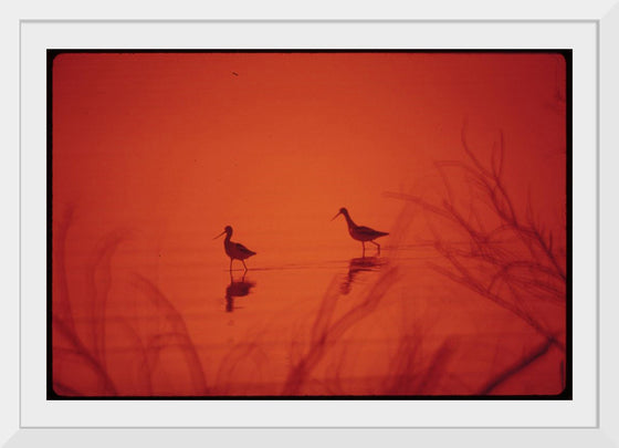 "Marshland birds at the Lake Havasu"