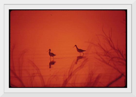 "Marshland birds at the Lake Havasu"