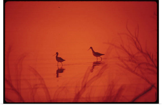 "Marshland birds at the Lake Havasu"