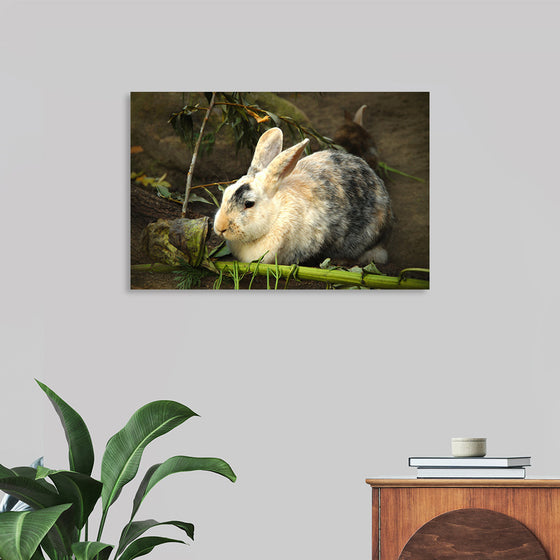 "Bunny Rabbit"