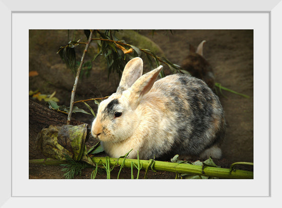 "Bunny Rabbit"