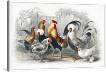  This striking print of vintage chickens is a must-have for any fan of farmhouse décor or country living. There are several chickens shown in all of their feathered glory, with their bright red combs and wattles, their sharp black beaks. The chickens are standing in front of a white fence.