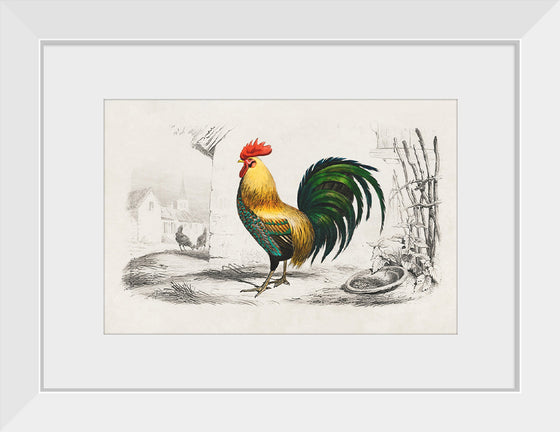 "Rooster Chicken"