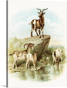  This print features a beautiful illustration of four goats in a natural setting. The goats are standing on a rocky outcropping near a stream, with one goat standing majestically on top of the rocks. The background consists of mountains and trees. The colors are soft and natural, with a vintage feel. This would be a perfect gift for any animal lover.