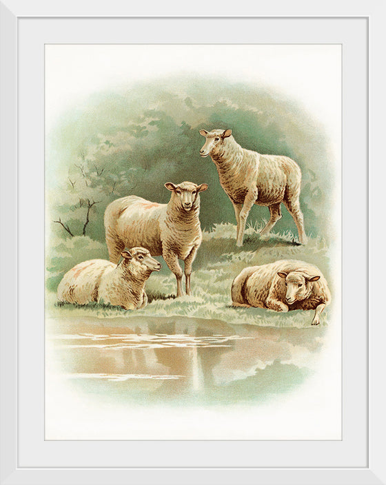 "Sheep"