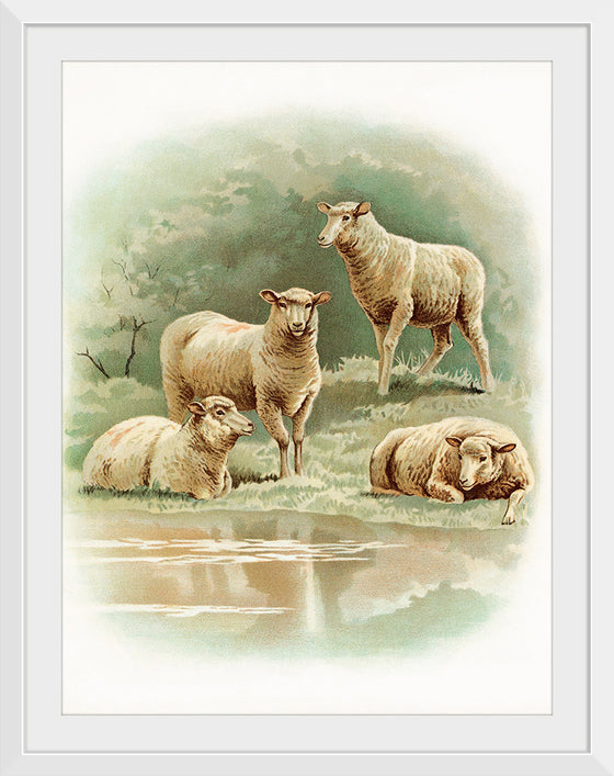 "Sheep"