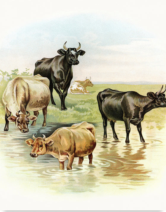 "Cows"