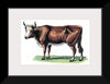 "Vintage Cow Art"