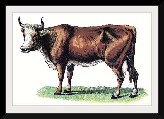 "Vintage Cow Art"