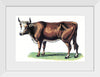 "Vintage Cow Art"