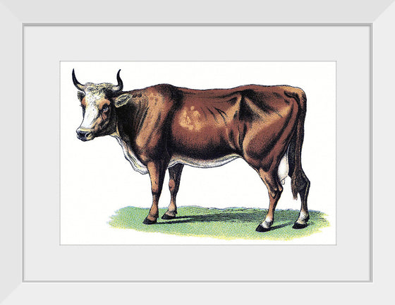 "Vintage Cow Art"