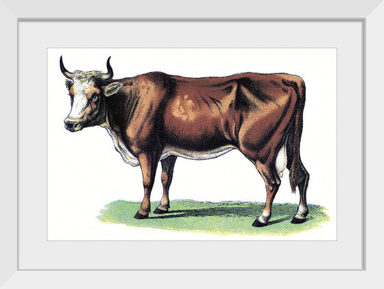 "Vintage Cow Art"