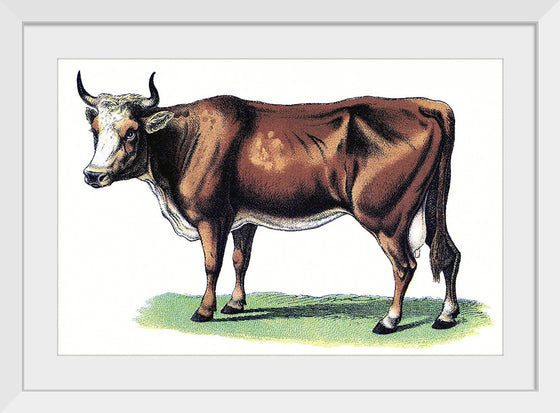 "Vintage Cow Art"