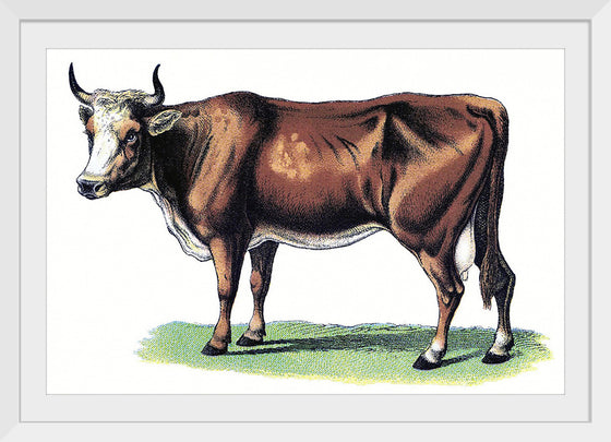 "Vintage Cow Art"