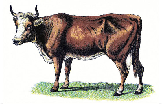 "Vintage Cow Art"