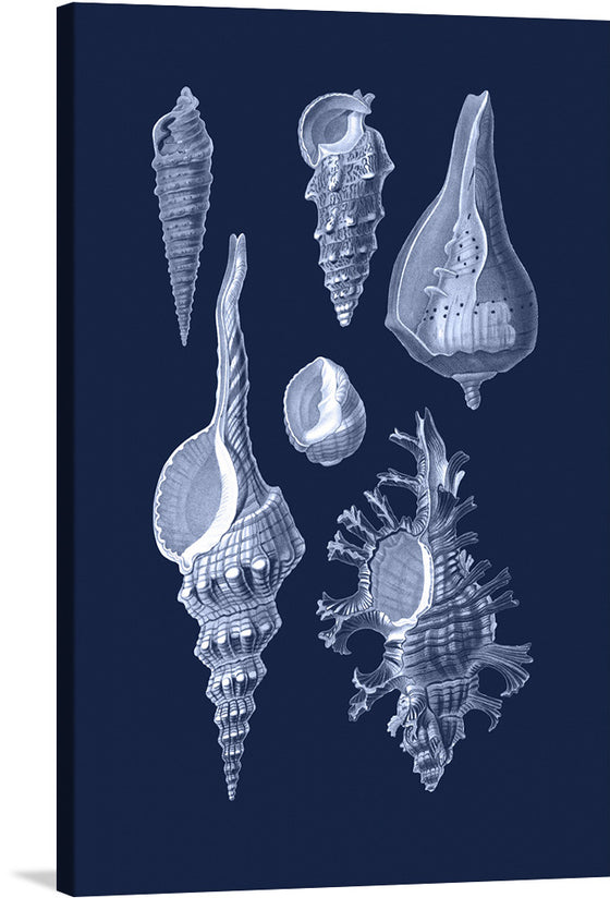 Adorn your space with the mesmerizing allure of the deep sea, captured exquisitely in this unique artwork print. Each shell, intricately detailed and rendered with precision, tells a story of the mysterious underwater world. 