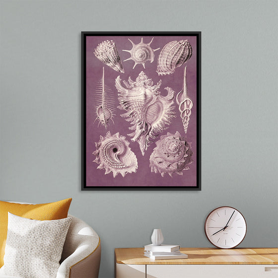 "Vintage Art Seashells Illustration"