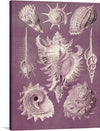 Dive into the mesmerizing world of the deep sea with this exquisite print, showcasing a collection of intricately detailed seashells against a rich, purple backdrop. Each shell is rendered with meticulous care, highlighting their unique textures and forms. This artwork promises to be a captivating centerpiece, evoking the mystery and beauty of ocean life in any space it adorns.