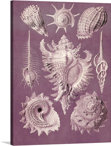  Dive into the mesmerizing world of the deep sea with this exquisite print, showcasing a collection of intricately detailed seashells against a rich, purple backdrop. Each shell is rendered with meticulous care, highlighting their unique textures and forms. This artwork promises to be a captivating centerpiece, evoking the mystery and beauty of ocean life in any space it adorns.