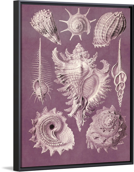 "Vintage Art Seashells Illustration"