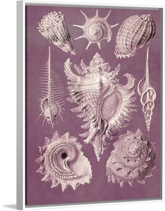 "Vintage Art Seashells Illustration"