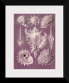 "Vintage Art Seashells Illustration"