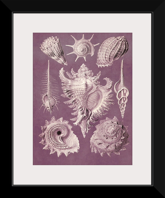 "Vintage Art Seashells Illustration"