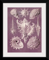 "Vintage Art Seashells Illustration"