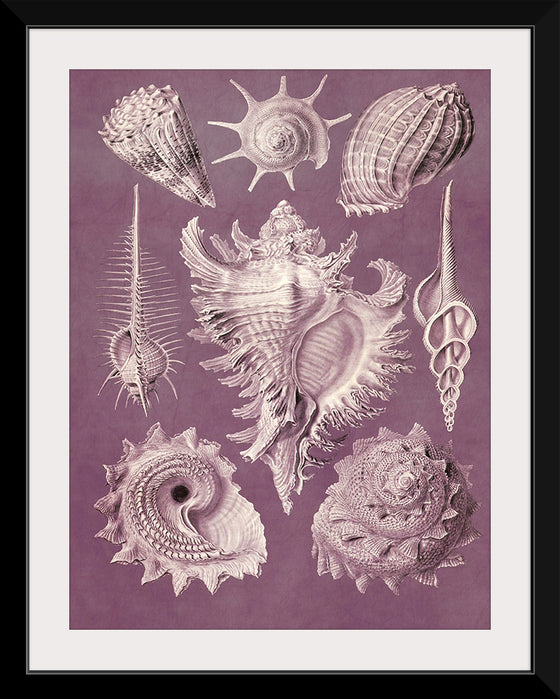 "Vintage Art Seashells Illustration"