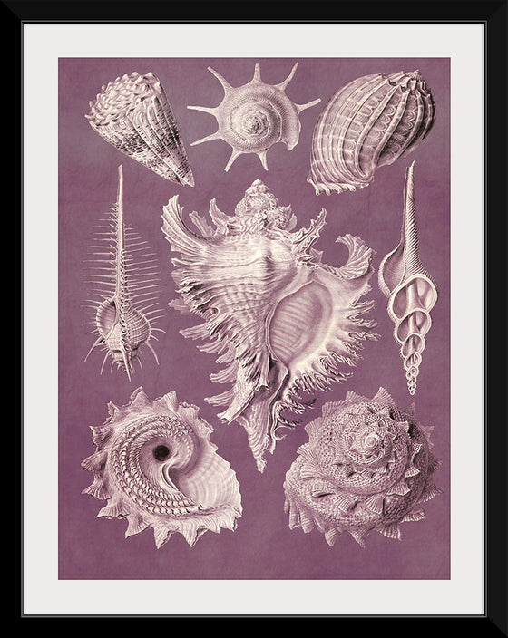 "Vintage Art Seashells Illustration"