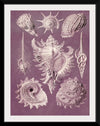 "Vintage Art Seashells Illustration"