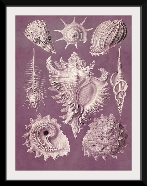 "Vintage Art Seashells Illustration"