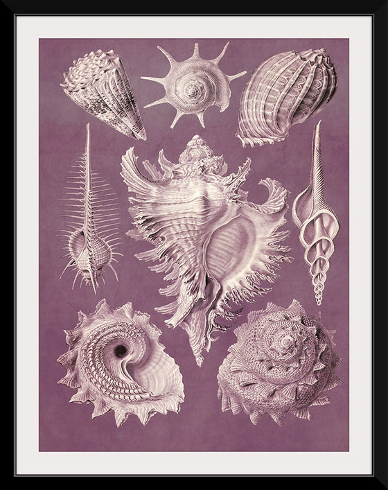 "Vintage Art Seashells Illustration"