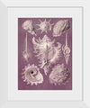 "Vintage Art Seashells Illustration"