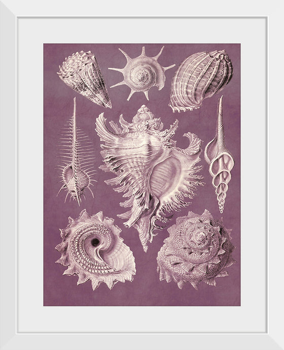 "Vintage Art Seashells Illustration"