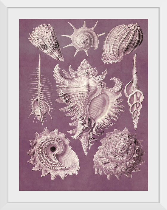 "Vintage Art Seashells Illustration"