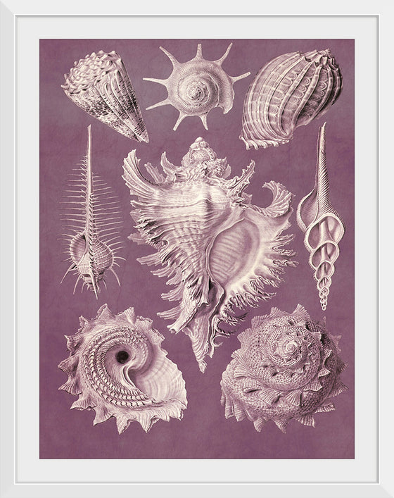 "Vintage Art Seashells Illustration"