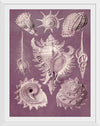 "Vintage Art Seashells Illustration"