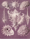 "Vintage Art Seashells Illustration"