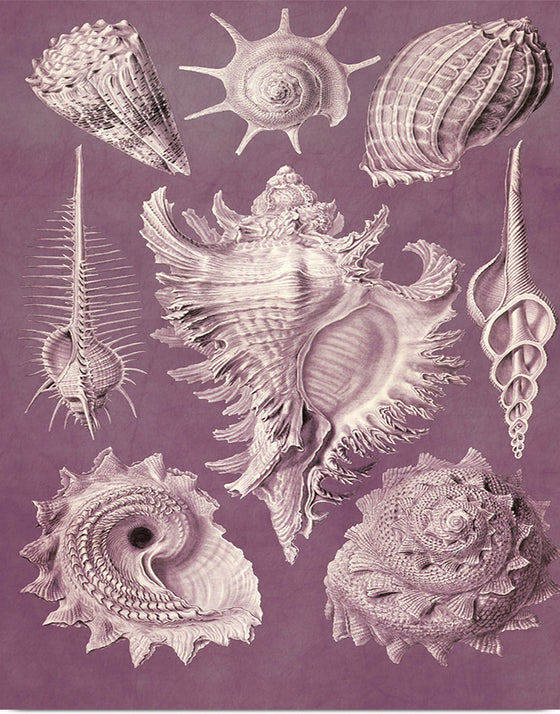 "Vintage Art Seashells Illustration"